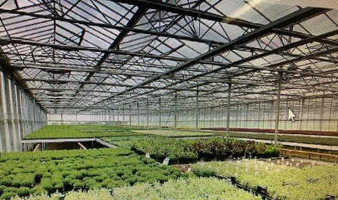 Greenhouse ideal for cannabis cultivation for rent